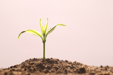 Young seedling in fertile soil on color background, space for text