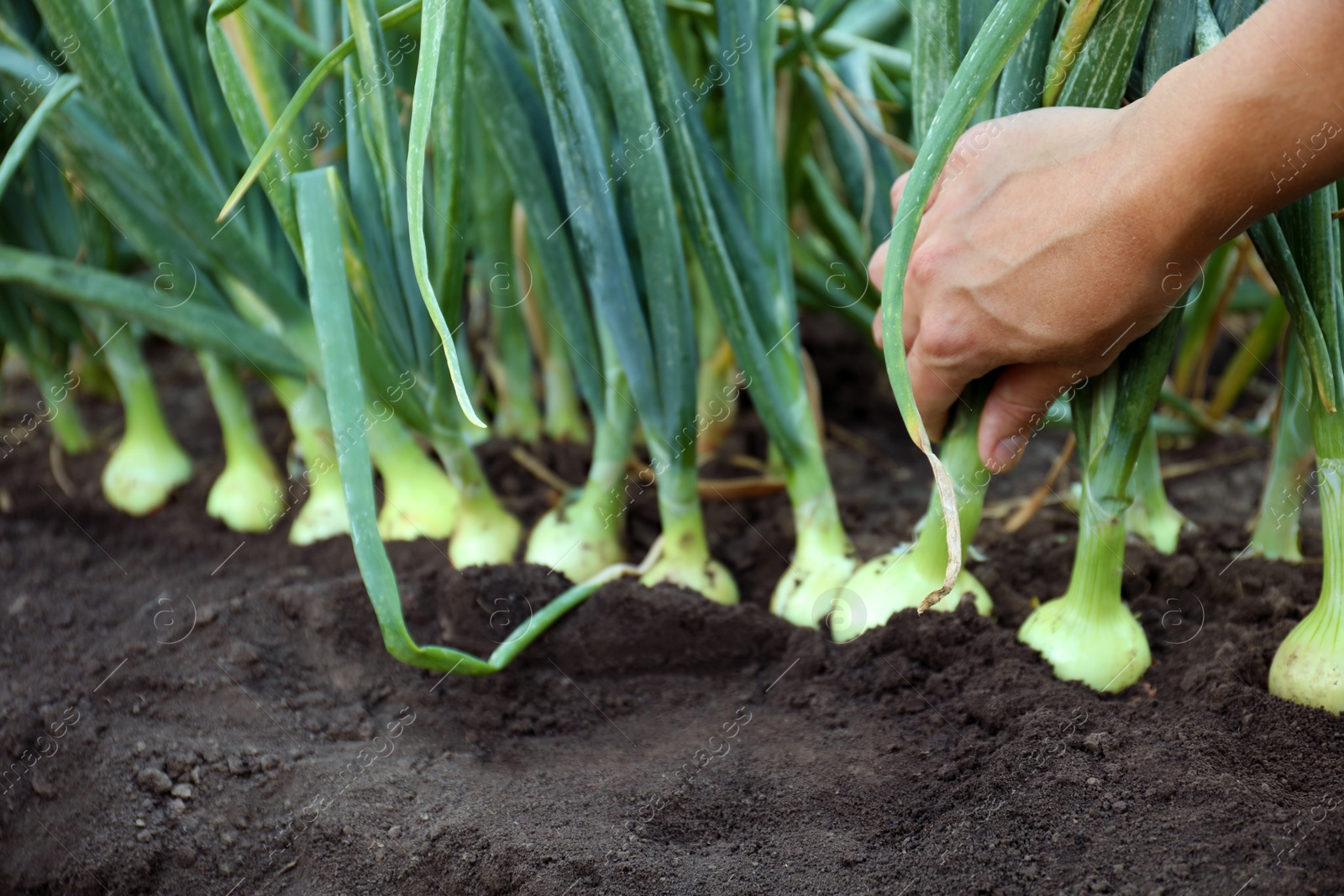 Photo of Woman harvesting fresh green onion in field, closeup