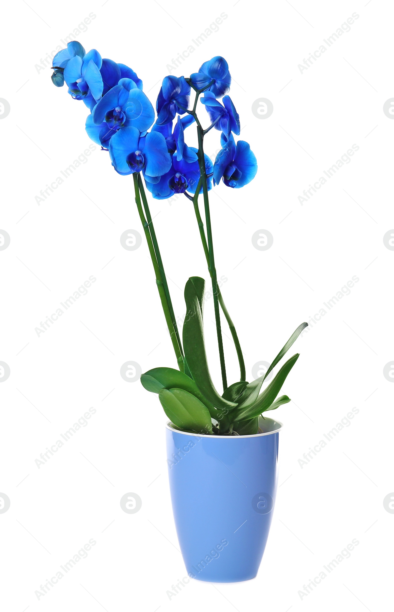 Photo of Beautiful tropical orchid flower in pot on white background