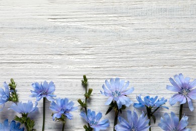 Photo of Beautiful chicory flowers on white wooden background, flat lay. Space for text