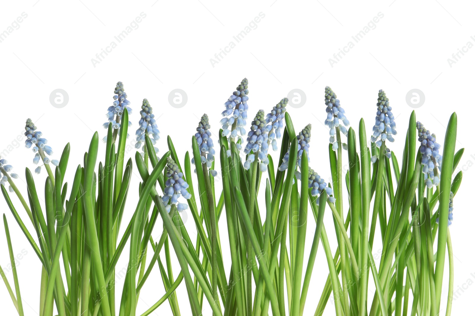 Photo of Beautiful spring muscari flowers on white background