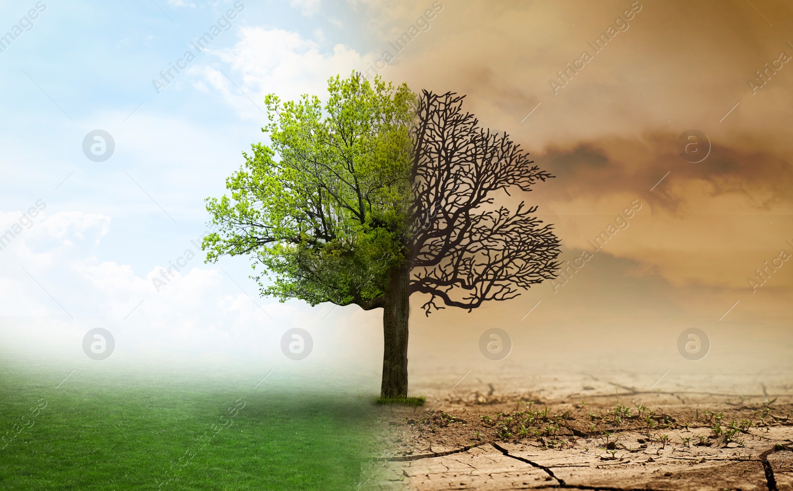 Image of Concept of climate changing. Half dead and alive tree outdoors