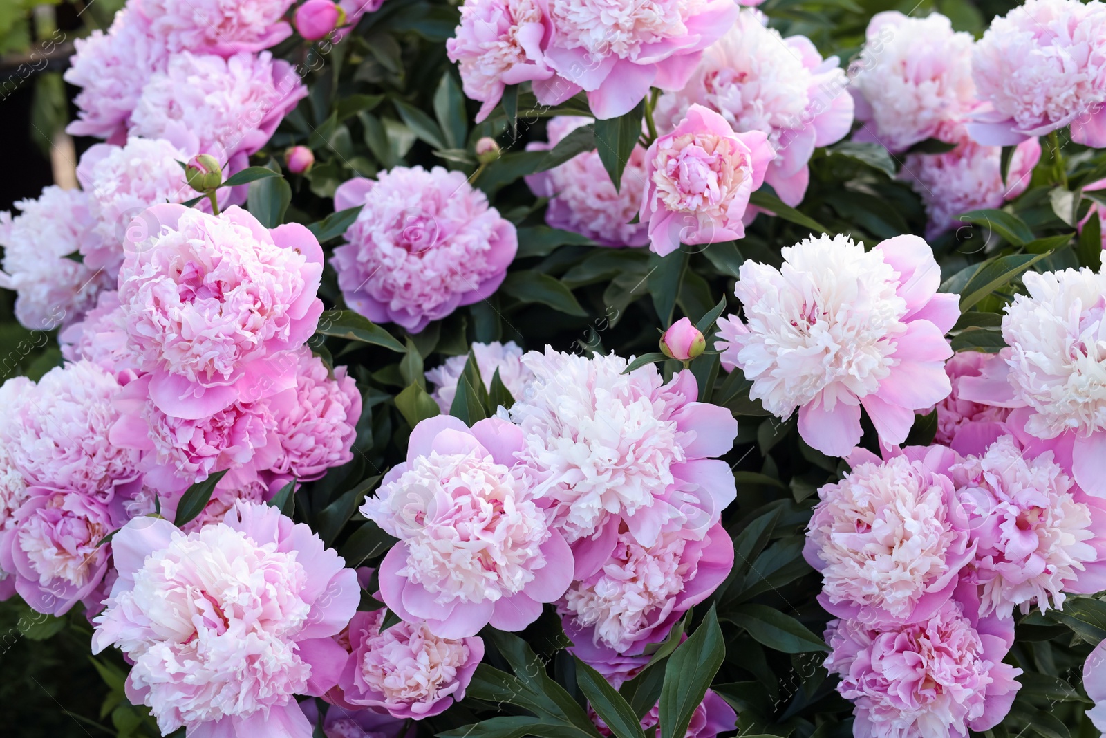 Photo of Blooming peony plant with beautiful pink flowers outdoors, closeup