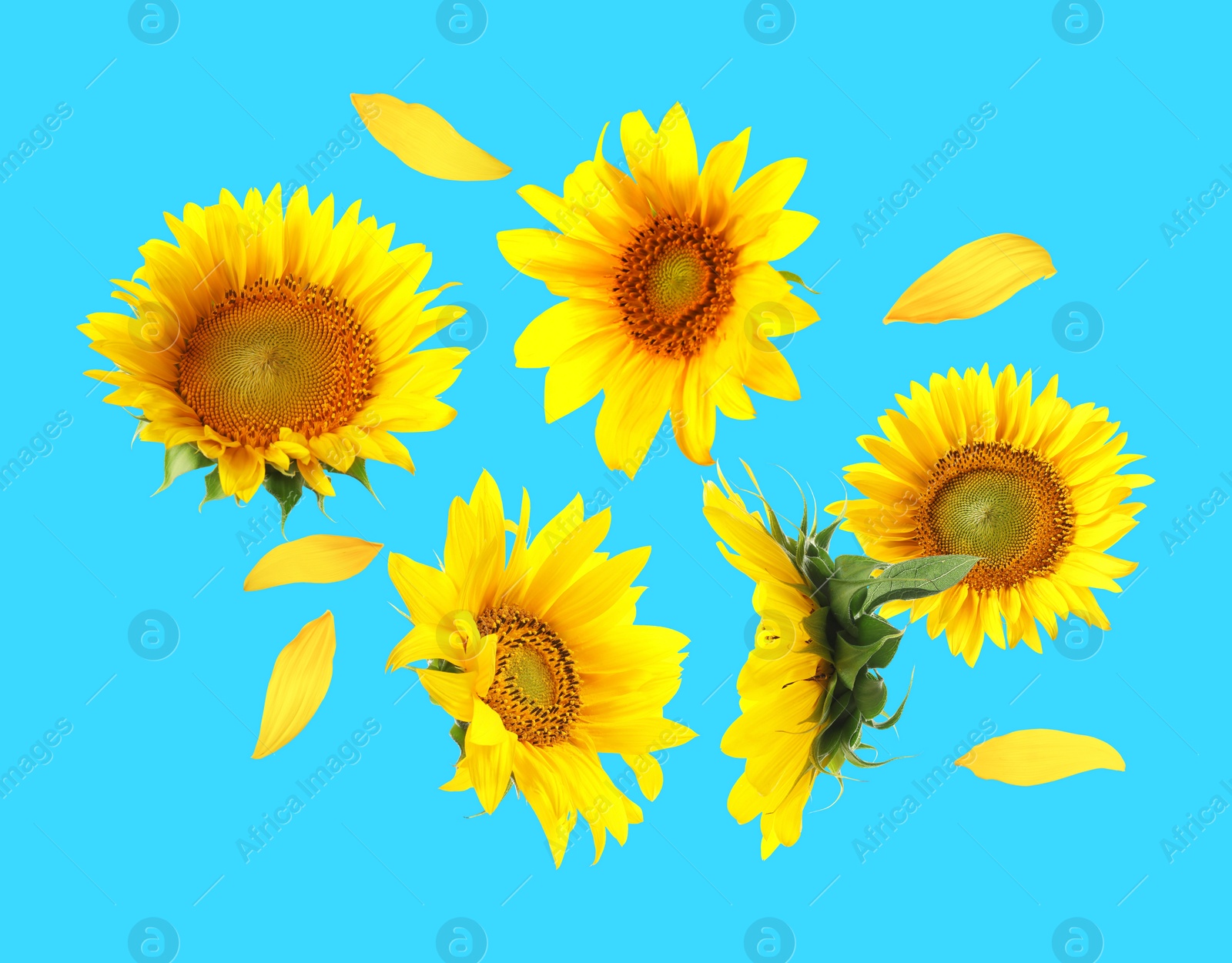 Image of Bright sunflowers in air on light blue background