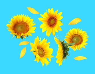 Image of Bright sunflowers in air on light blue background