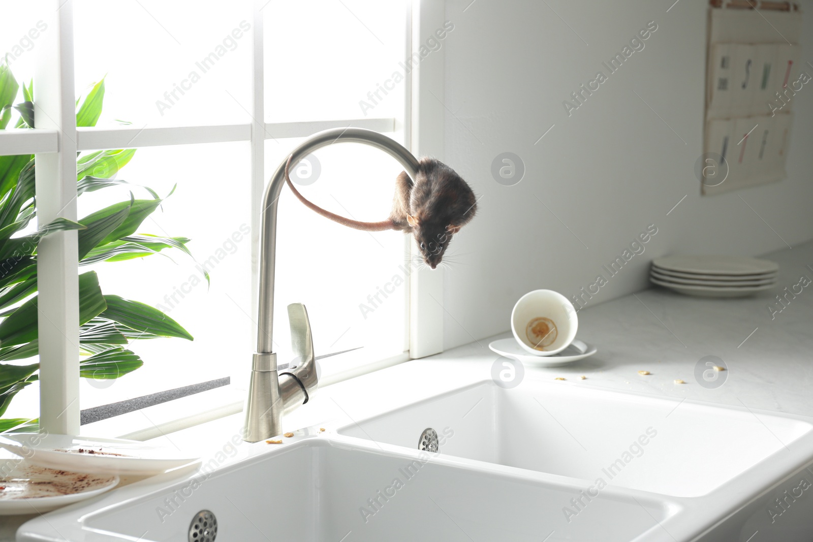 Photo of Rat on faucet in messy kitchen. Pest control