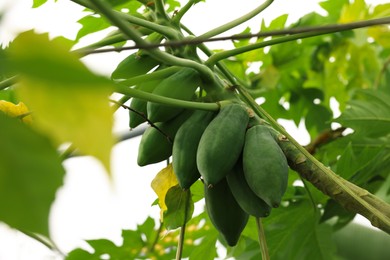 Photo of Unripe papaya fruits growing on tree in greenhouse, low angle view