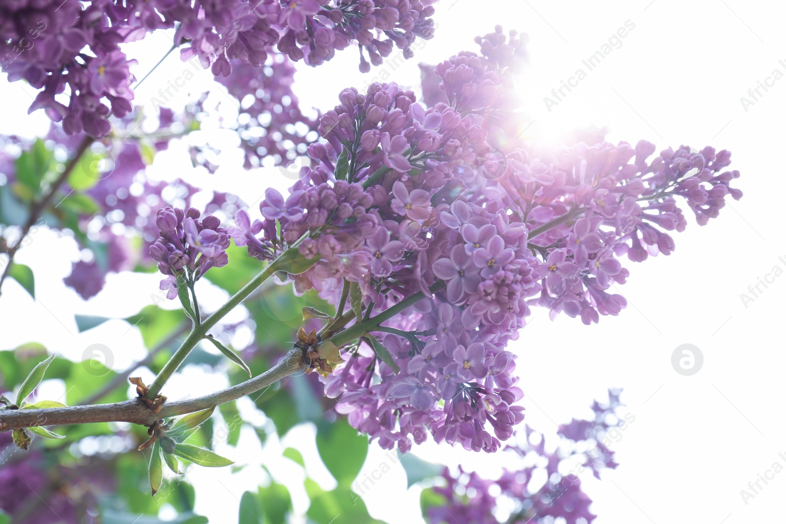 Photo of Blossoming lilac on sunny spring day