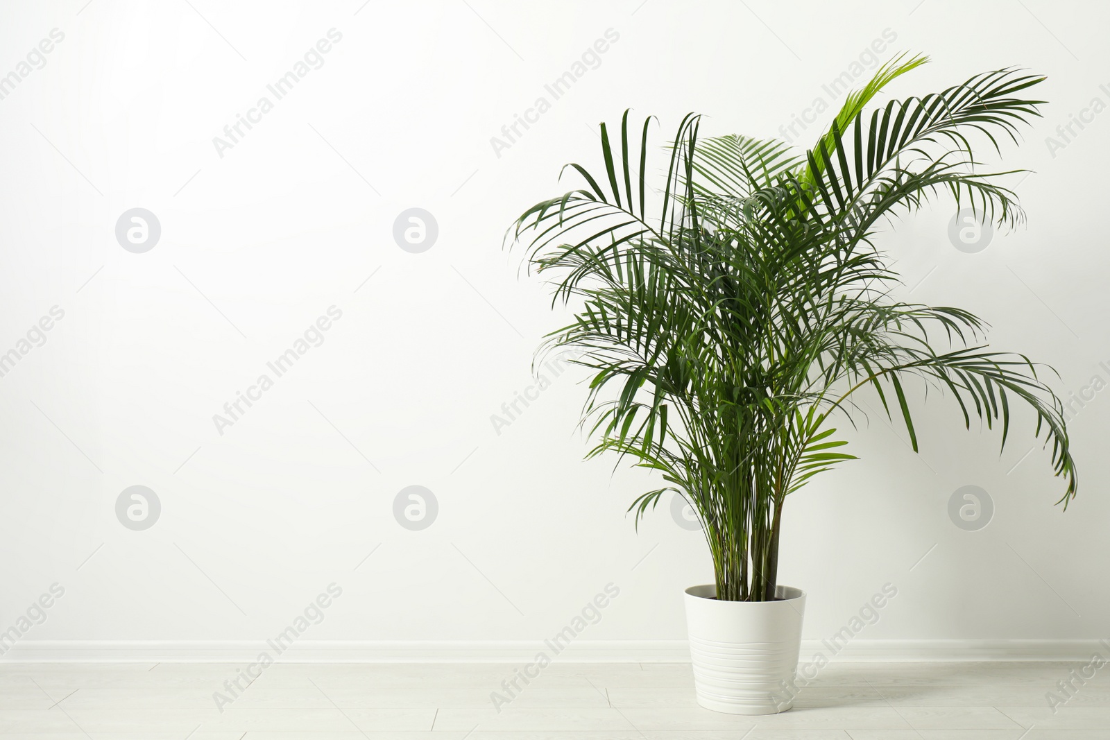 Photo of Tropical plant with lush leaves on floor near white wall. Space for text