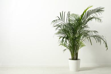 Tropical plant with lush leaves on floor near white wall. Space for text