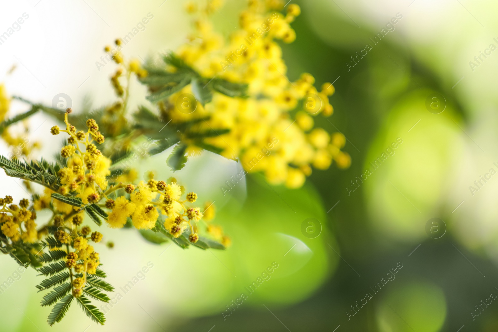 Photo of Beautiful mimosa plant on blurred background, closeup. Space for text