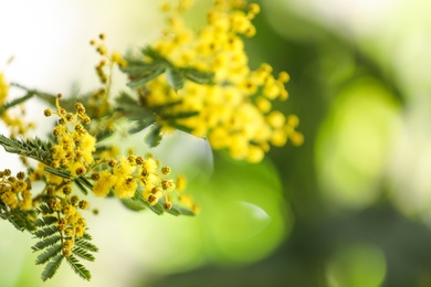 Beautiful mimosa plant on blurred background, closeup. Space for text