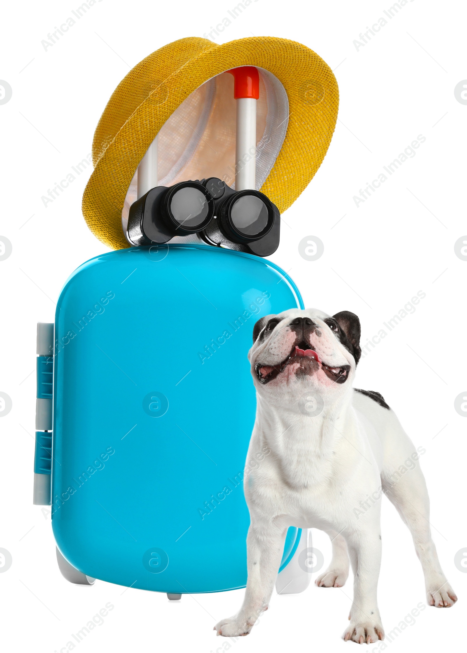 Image of Cute dog and bright suitcase packed for journey on white background. Travelling with pet