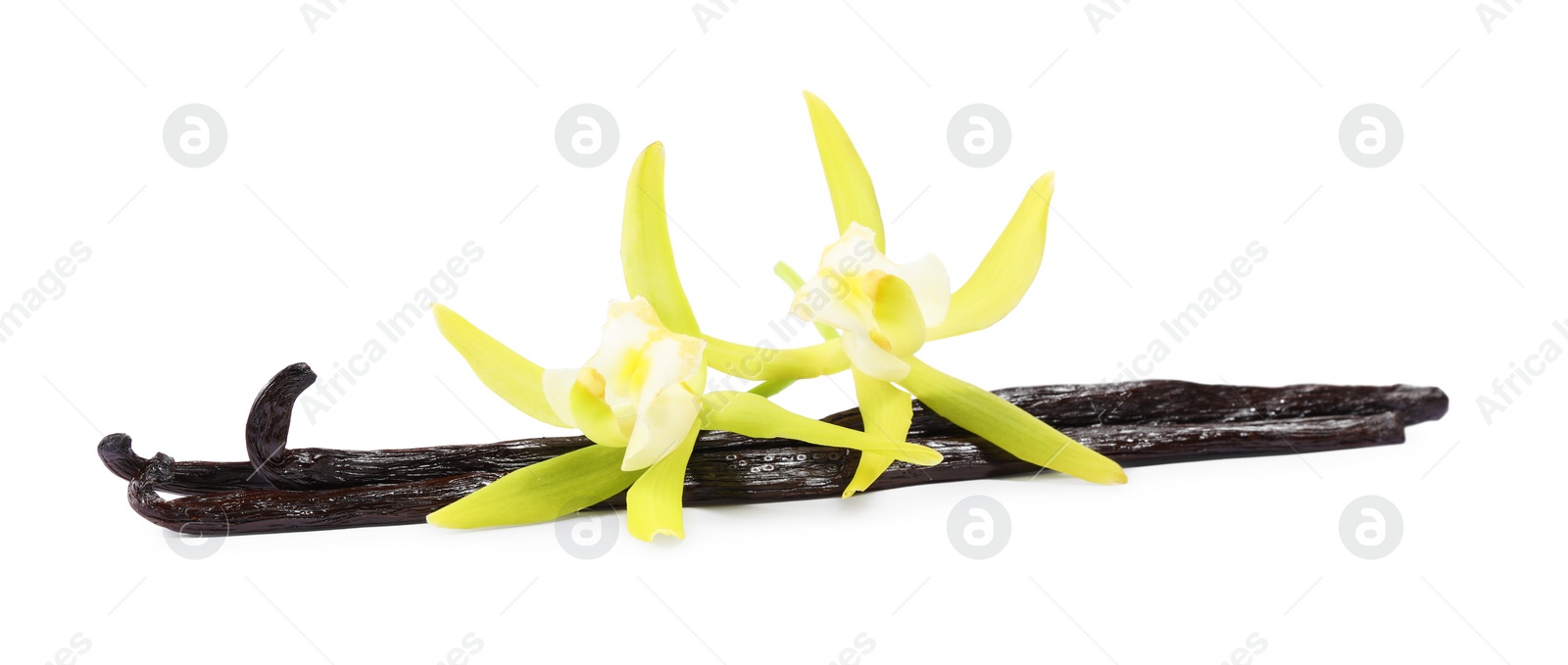 Photo of Vanilla pods and beautiful flowers isolated on white