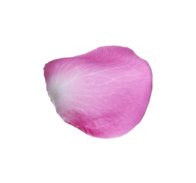 Photo of Pink rose flower petal on white background