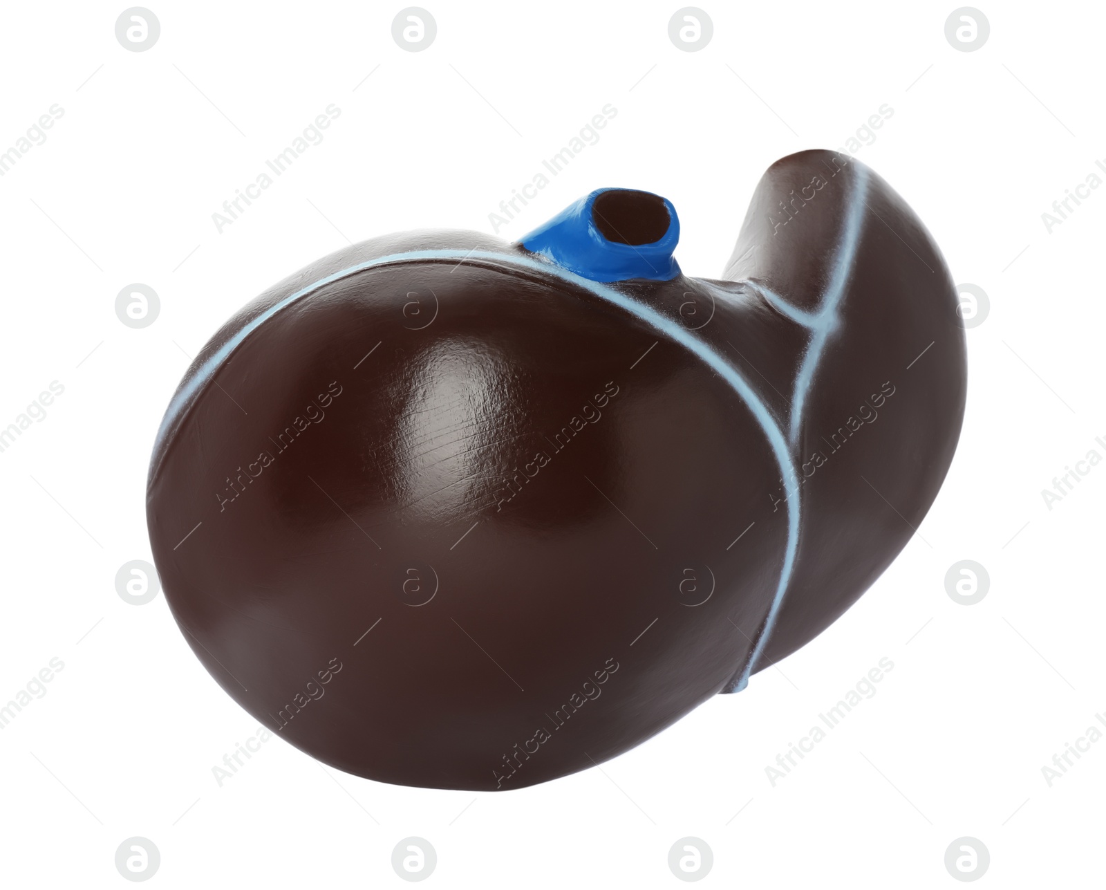 Photo of Plastic model of liver on white background