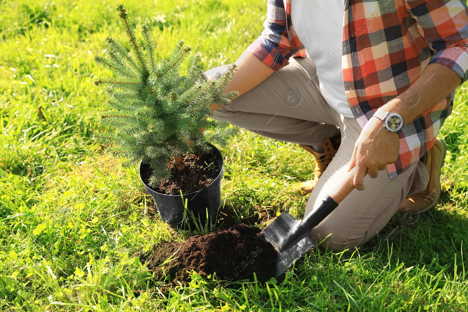 Photo of Man planting conifer tree in park on sunny day, closeup