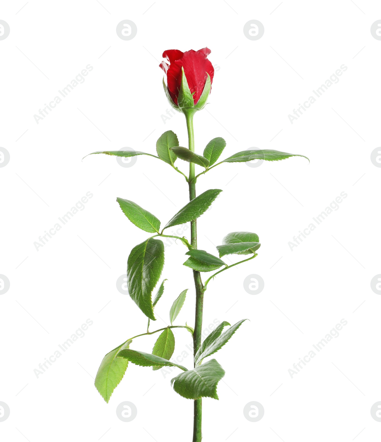 Photo of Red long stem rose on white background