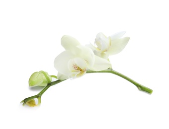 Branch with beautiful orchid flowers on white background. Tropical plant