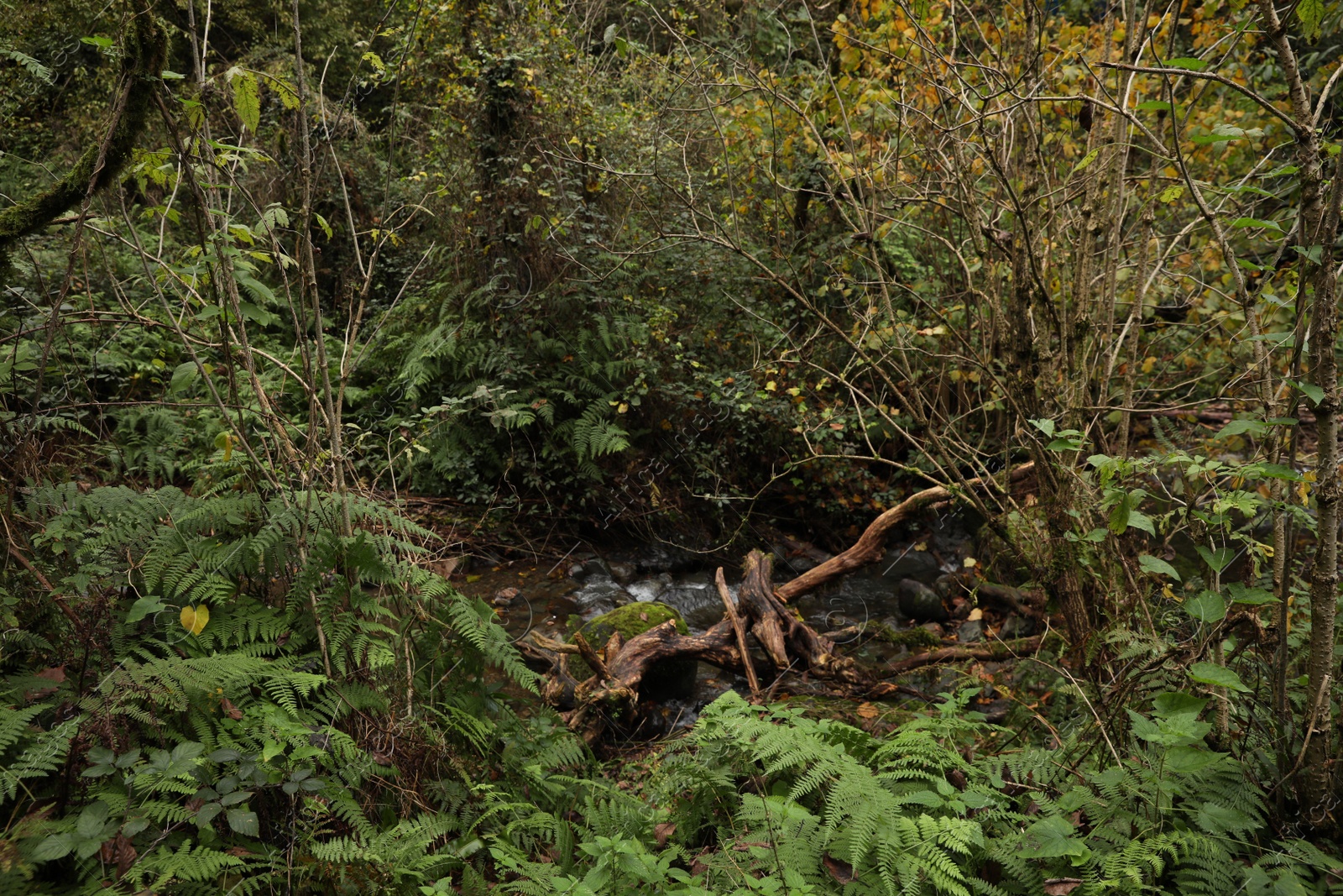 Photo of Beautiful view of mountain stream, rocks and green plants outdoors