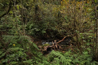 Beautiful view of mountain stream, rocks and green plants outdoors