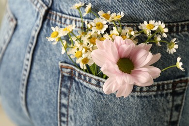 Photo of Woman with beautiful tender flowers in jeans pocket, closeup