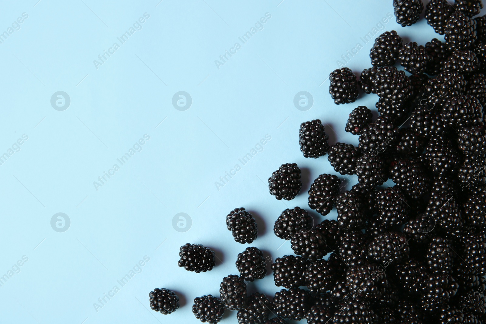 Photo of Flat lay composition with ripe blackberries on blue background. Space for text