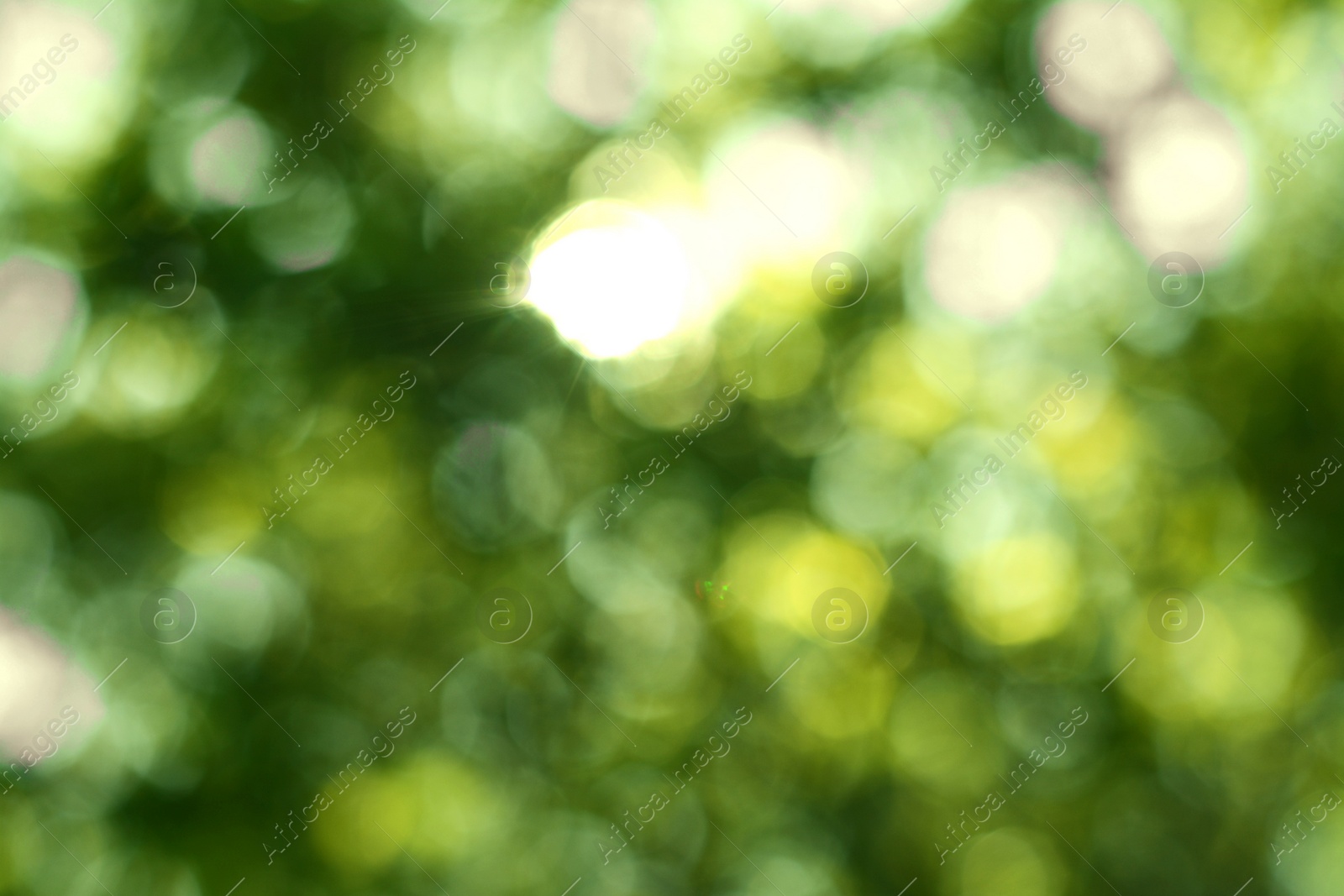 Photo of Blurred view of green tree outdoors. Bokeh effect