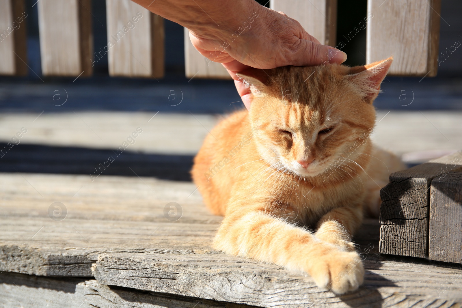 Photo of Woman stroking stray cat outdoors, closeup. Homeless animal