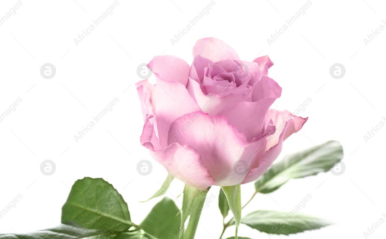 Photo of Beautiful fresh rose flower on white background