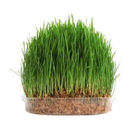 Photo of Fresh green wheat grass in container on white background