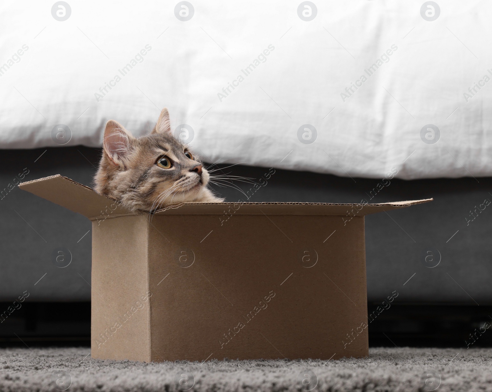 Photo of Cute fluffy cat in cardboard box on carpet at home