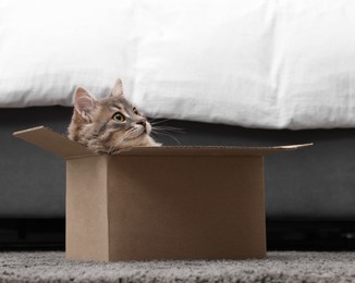 Photo of Cute fluffy cat in cardboard box on carpet at home