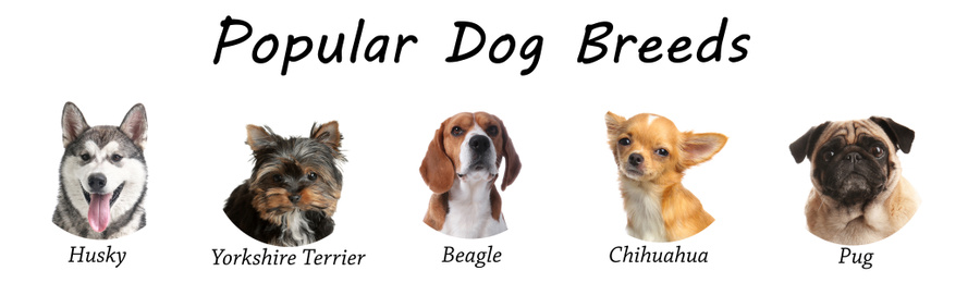 Image of Set of different adorable dogs on white background. Most popular breeds. Banner design