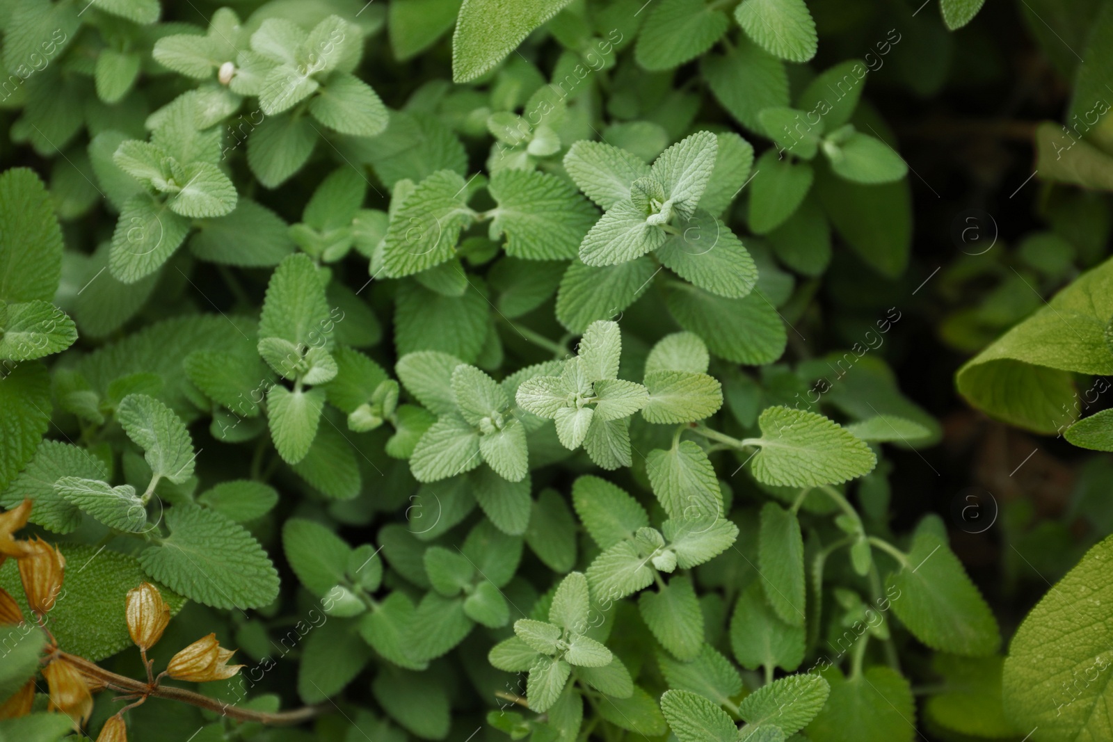 Photo of Beautiful melissa with lush green leaves growing outdoors