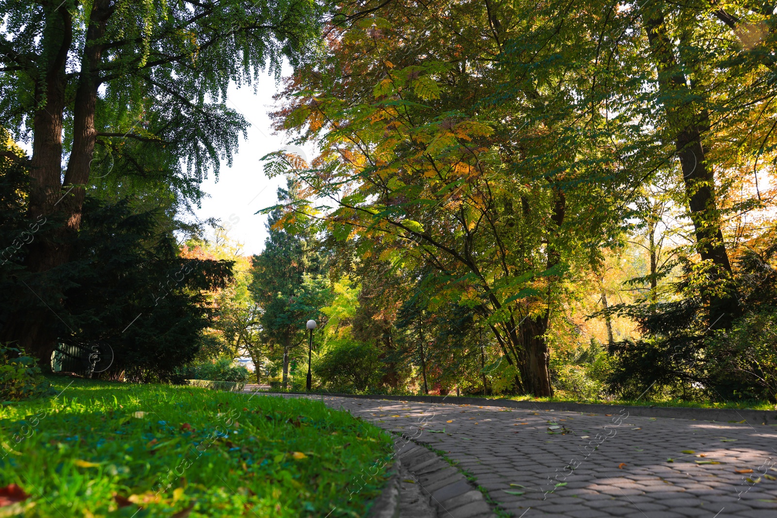 Photo of Pathway, fallen leaves and trees in beautiful park on autumn day