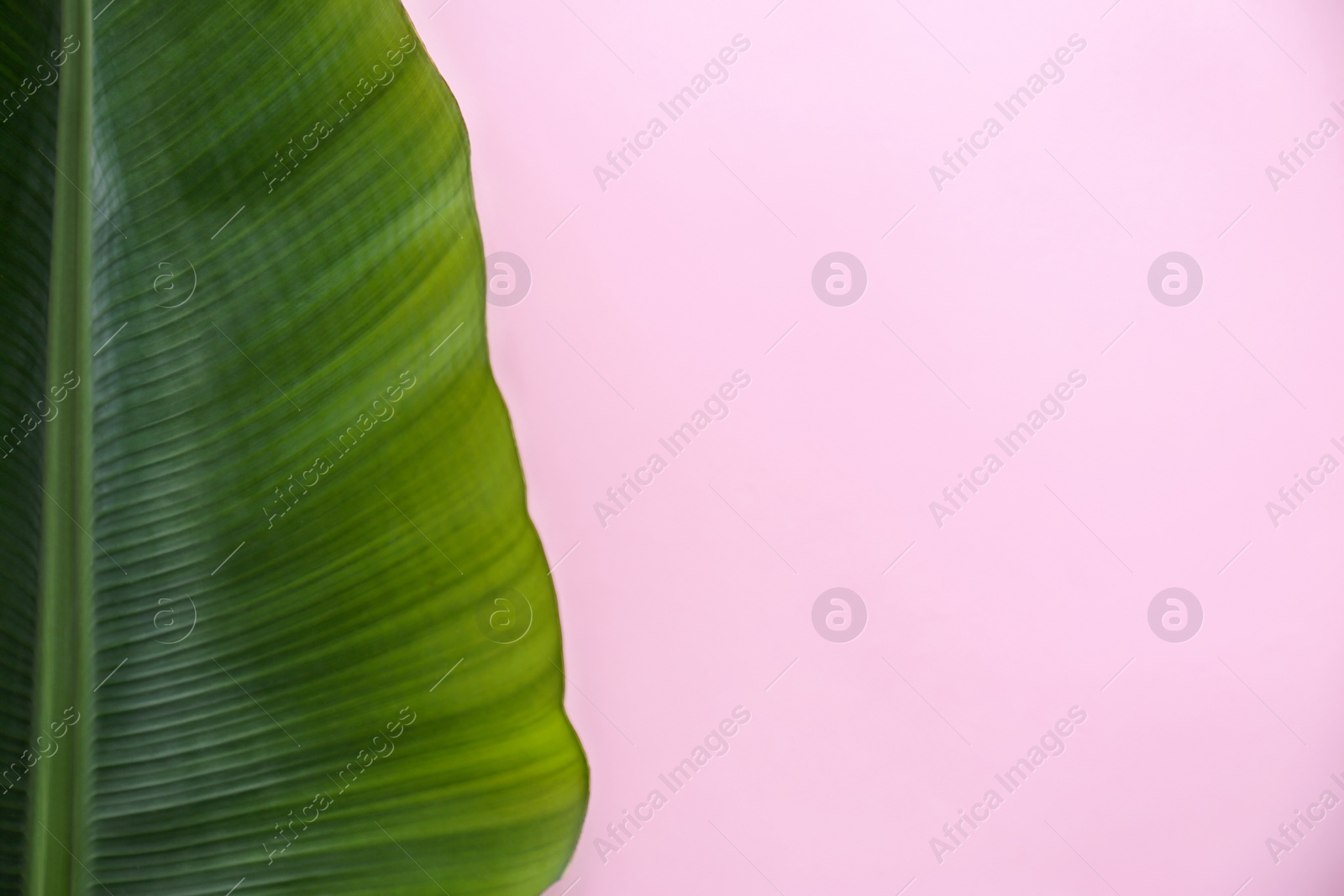 Photo of Fresh green banana leaf on color background, top view with space for text. Tropical foliage