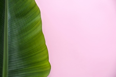 Photo of Fresh green banana leaf on color background, top view with space for text. Tropical foliage