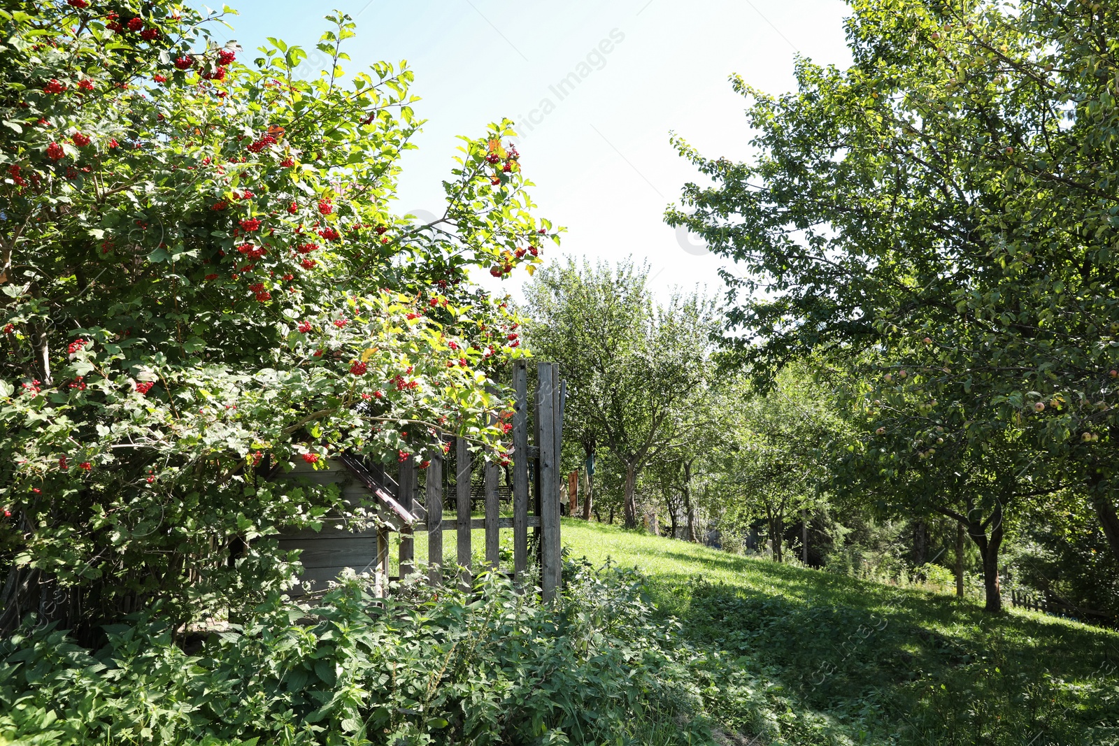 Photo of Beautiful view of rural area with orchard on sunny day