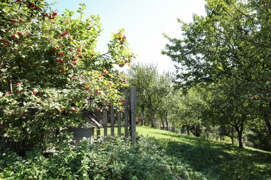 Beautiful view of rural area with orchard on sunny day