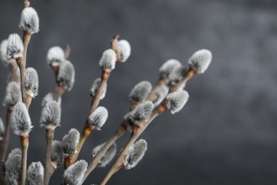 Beautiful bouquet of pussy willow branches on grey background, closeup