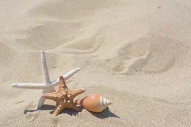 Photo of Beautiful starfishes and sea shell on sandy beach, space for text
