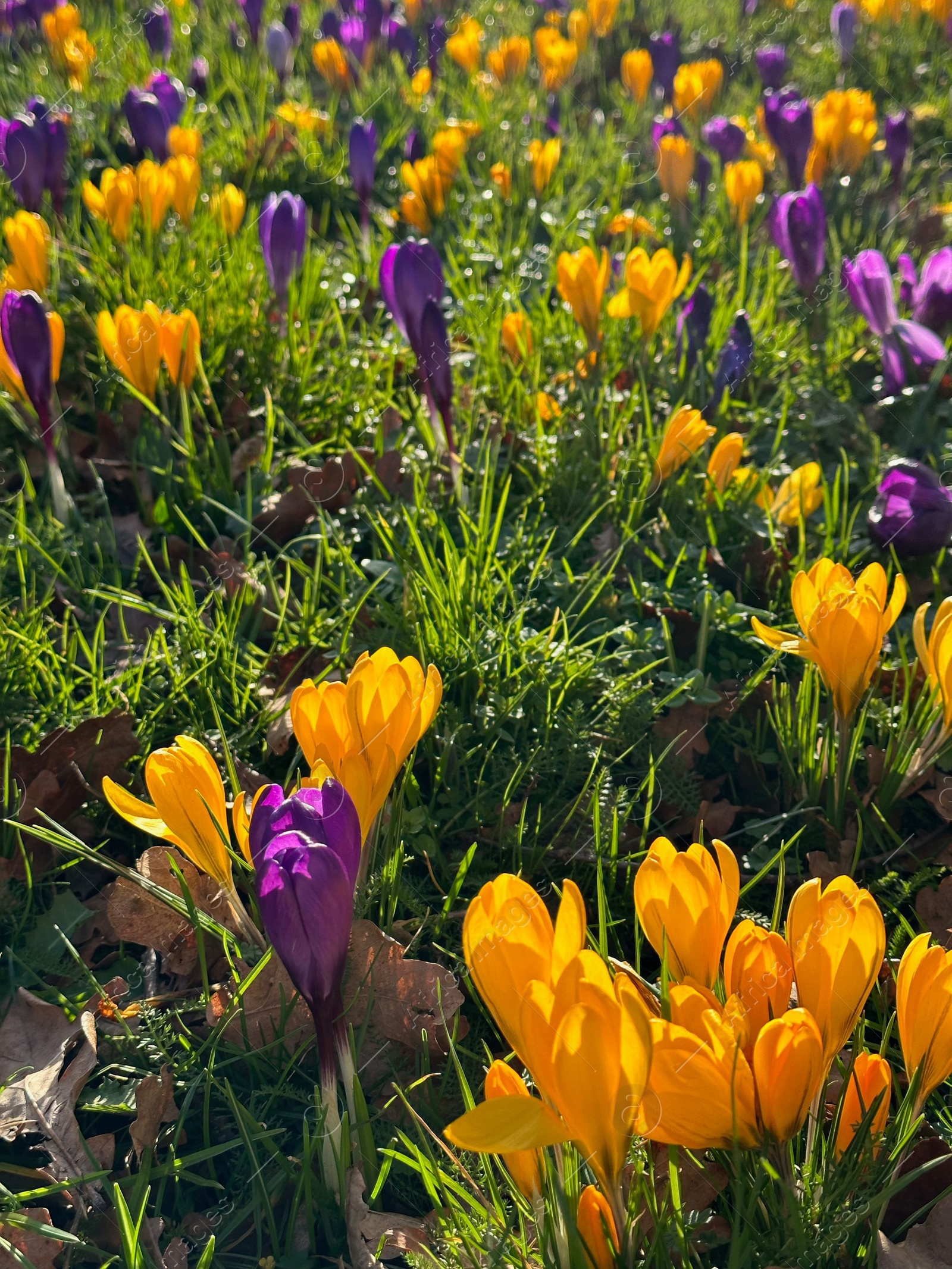 Photo of Beautiful yellow and purple crocus flowers growing in grass near autumn leaves on sunny day