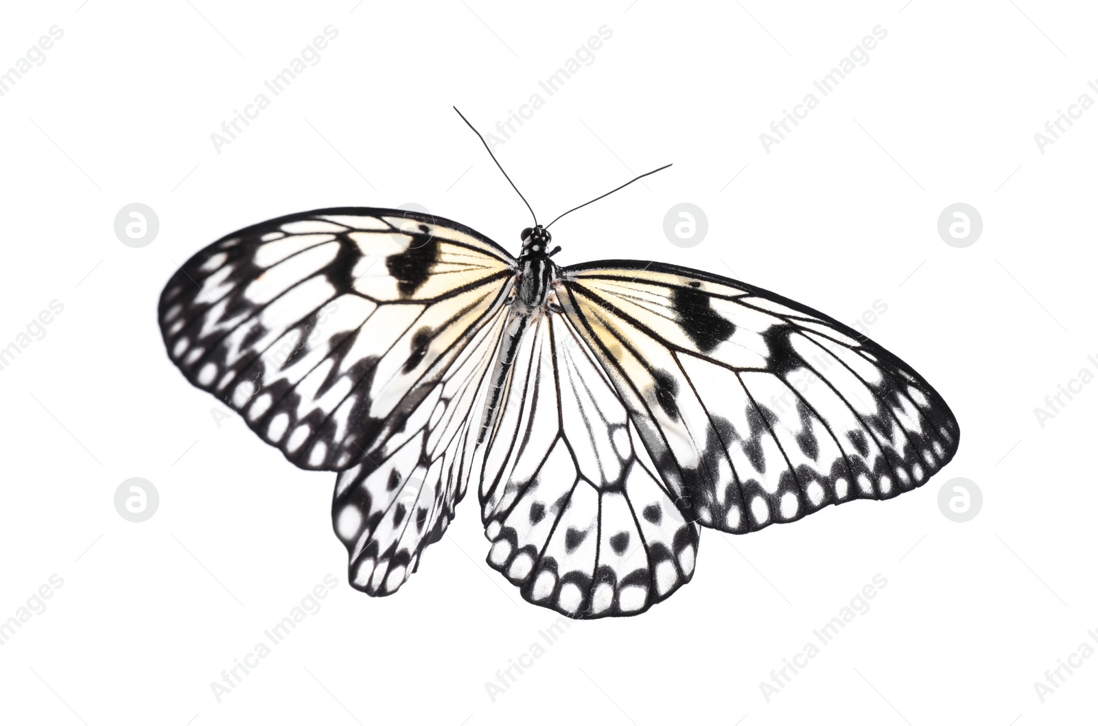 Photo of Beautiful rice paper butterfly isolated on white