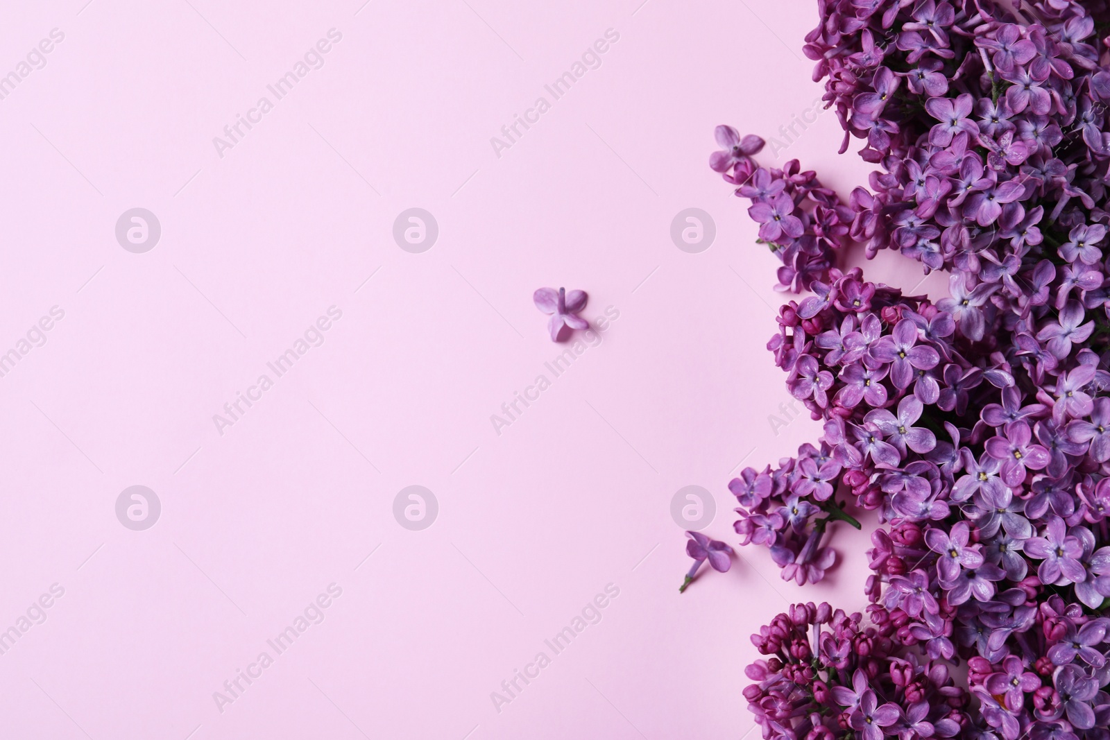 Photo of Beautiful lilac blossom on pink background, flat lay. Space for text