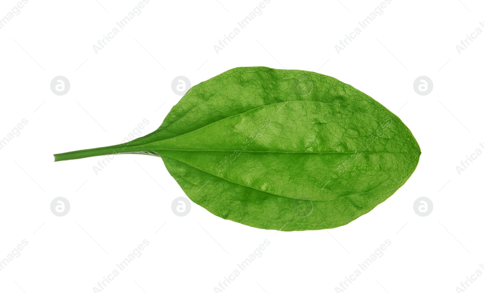 Photo of Fresh green broadleaf plantain leaf isolated on white