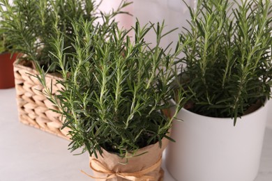 Photo of Aromatic green rosemary in pots on white table