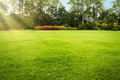 Photo of Beautiful view of public city park with green grass