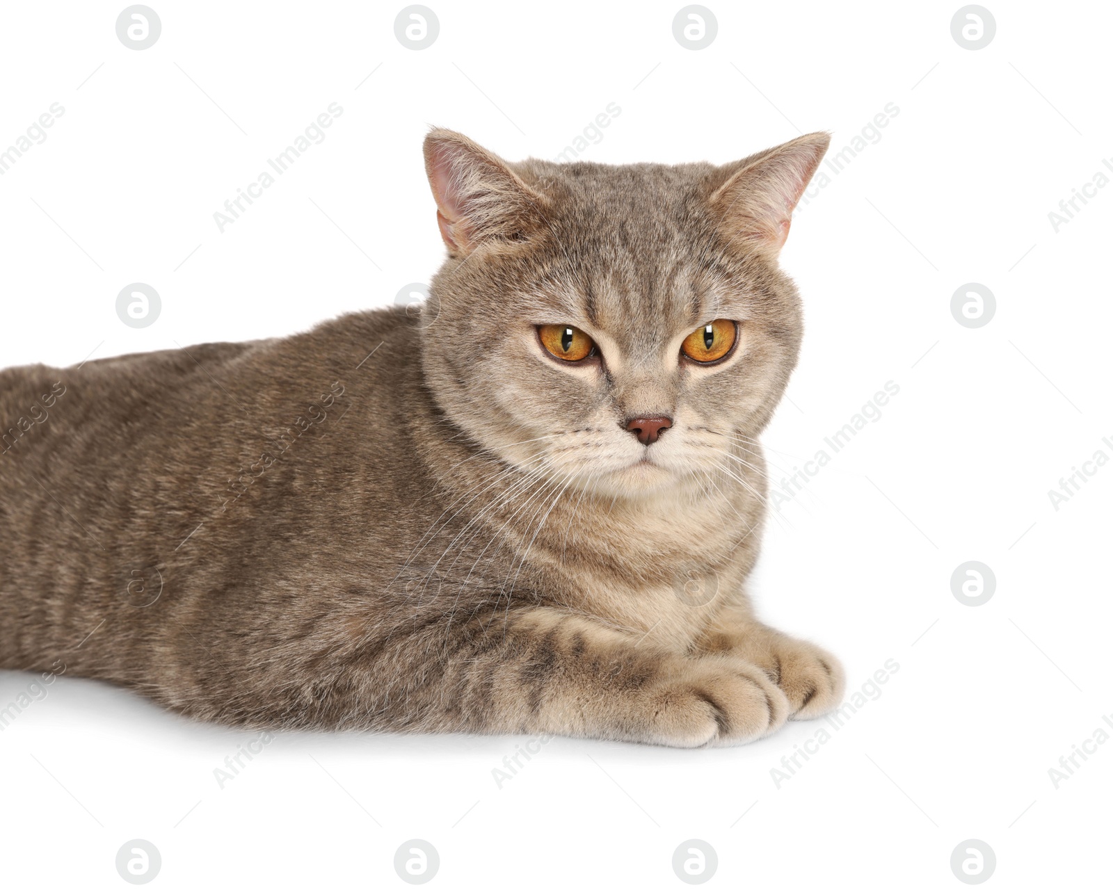 Photo of Cute scottish straight cat on white background. Vet bandaging