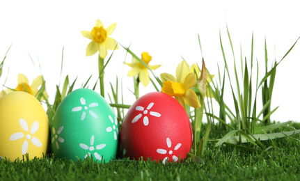 Photo of Colorful Easter eggs and daffodil flowers in green grass against white background